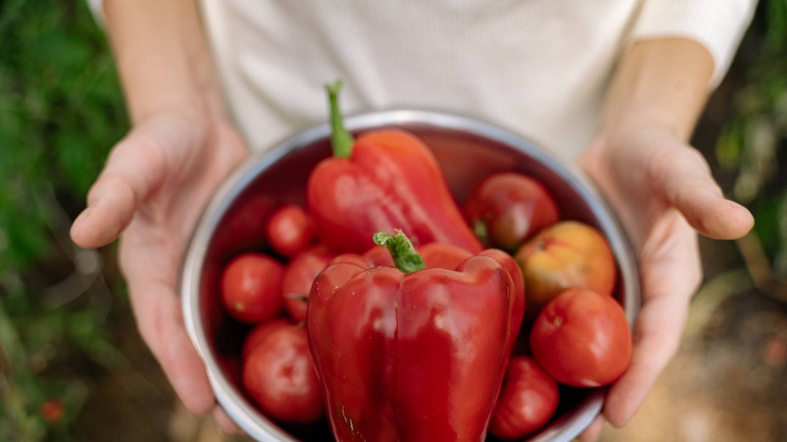 August Garden Bounty: Picking Tomatoes, Peppers & Fall Prep